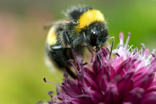 Yellow and Black Honeybee on Pink Petaled Flower