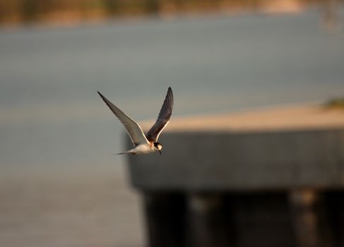 Photo of a Flying Bird