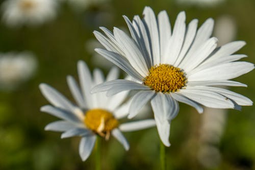 Photos gratuites de croissance, fermer, fleur blanche