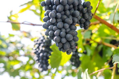 Free stock photo of alcohol, background, branch