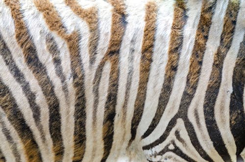 伊赫拉瓦, 動物, 動物園 的 免費圖庫相片