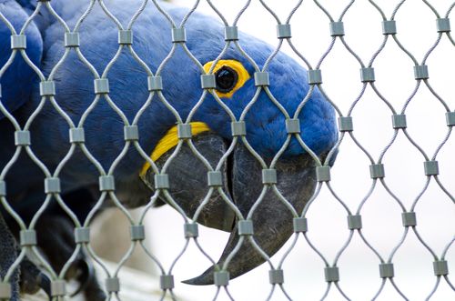 Free Close-up of a Hyacinth Macaw behind a metal fence, highlighting its vibrant blue feathers. Stock Photo