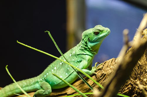Free Green Lizard on Tree Stock Photo