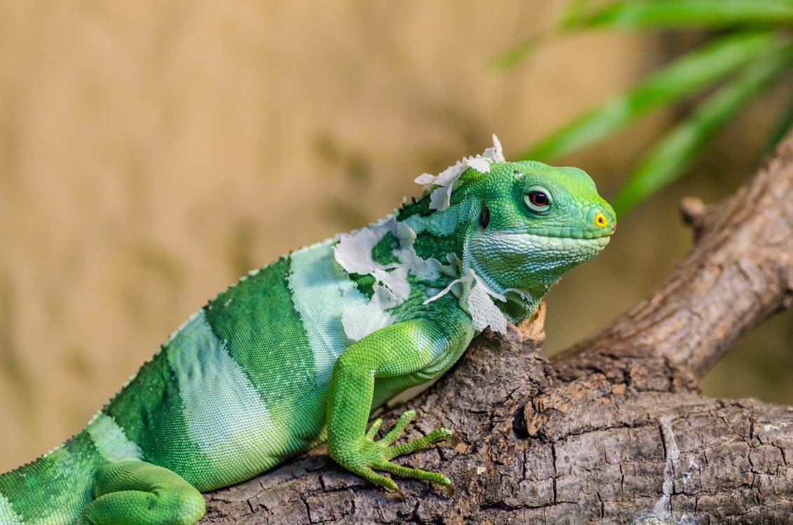 Kahverengi Dal Closeup Fotoğrafta Yeşil İguana