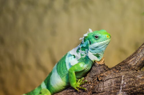 Foto d'estoc gratuïta de aïllat, animal, arrossegant-se