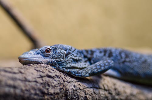 Foto d'estoc gratuïta de aïllat, animal, arrossegant-se