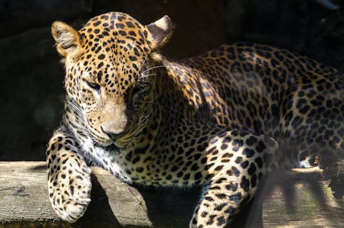 Leopardo Deitado Em Tronco De Madeira Marrom