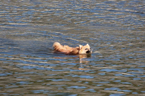 A Cute Dog Swimming on Water