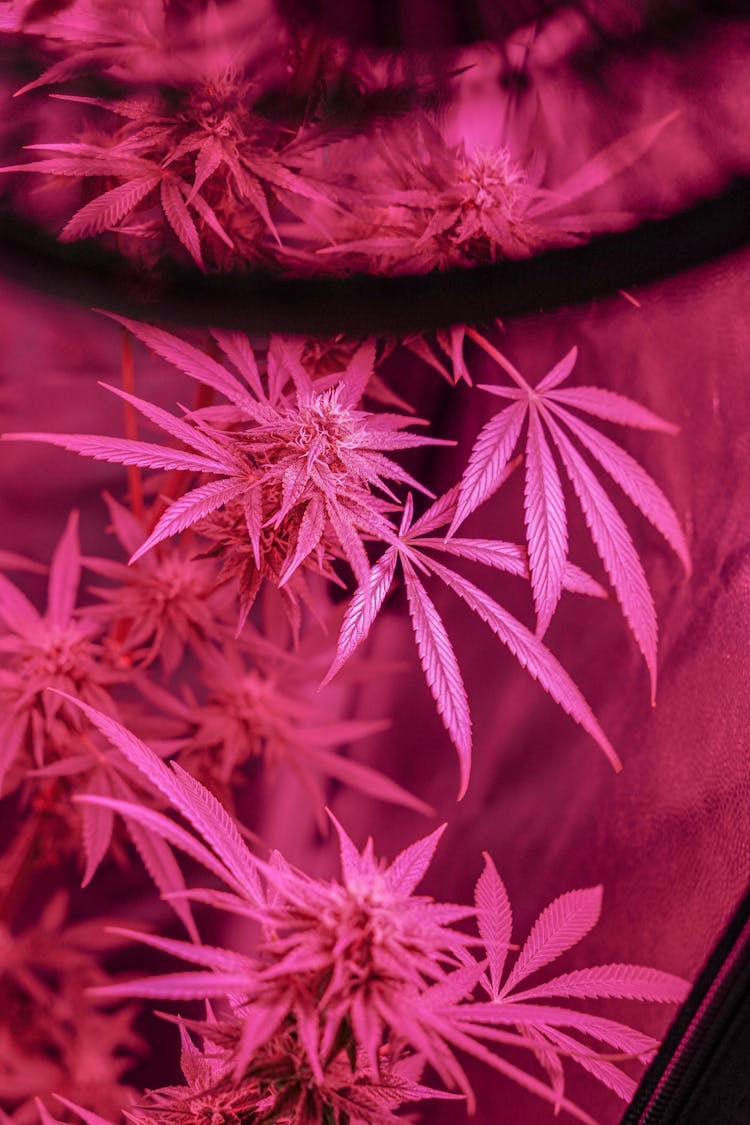 Pink Marijuana Leaves