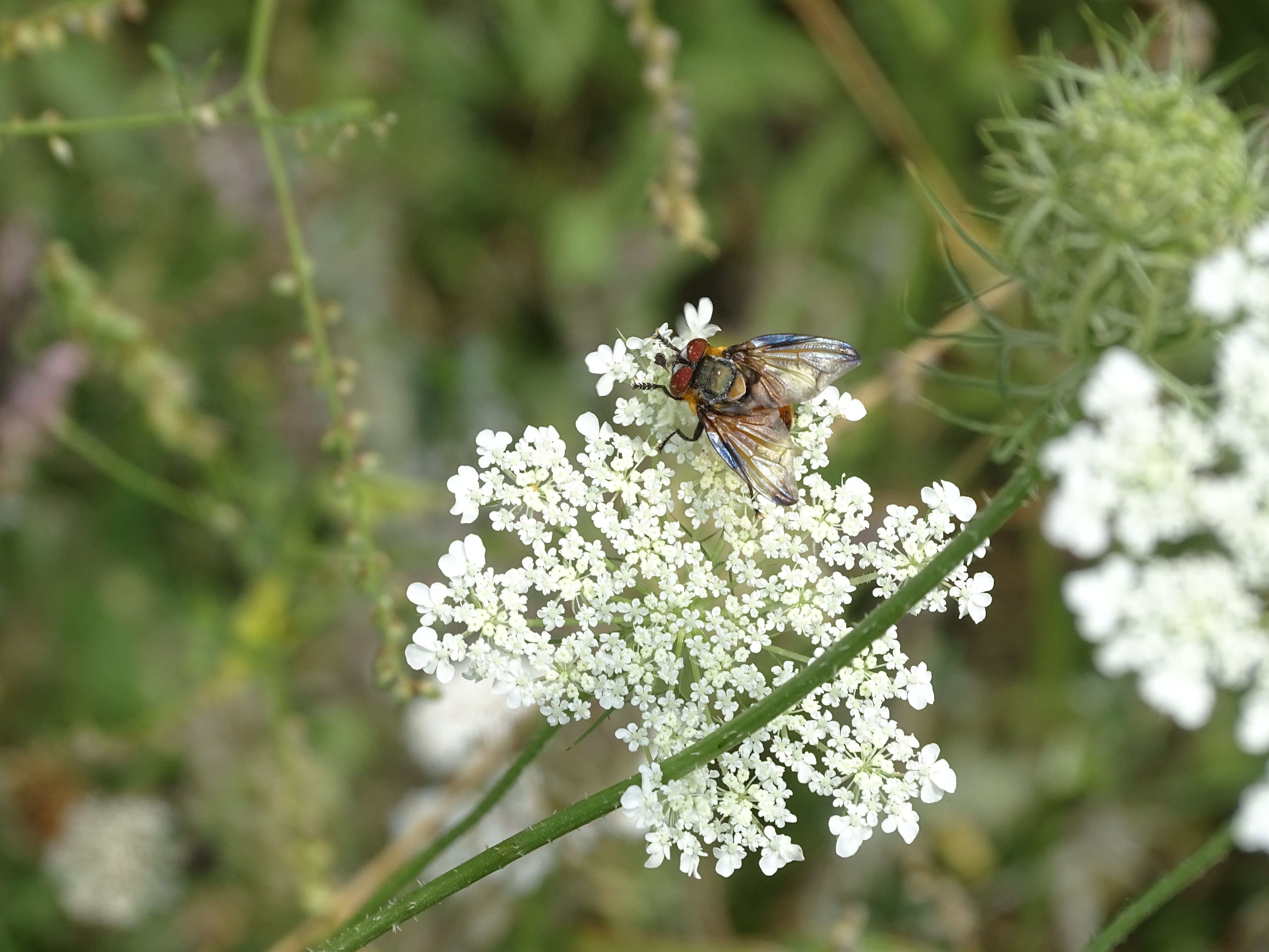 Close-up view of a fly on white Queen Anne’s Lace, showcasing nature's detail and ecology.