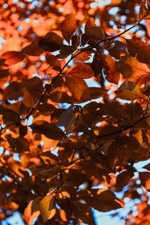 Free A close-up of brown leaves in Lugano, Switzerland, capturing the essence of autumn. Stock Photo