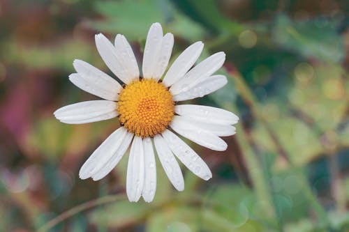 White Daisy Flower With Water Dew