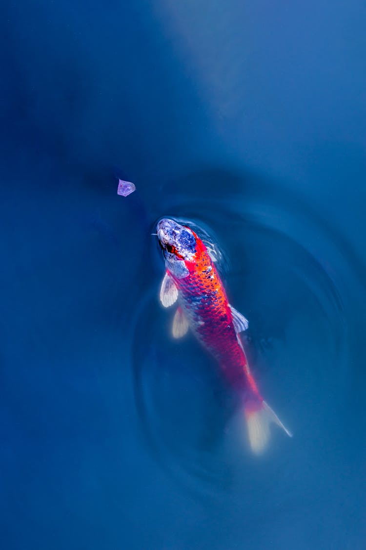 Colorful Fish Sticking Head Out Of The Water 