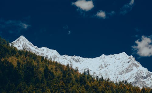 A Green Trees Near the Snow Covered Mountain