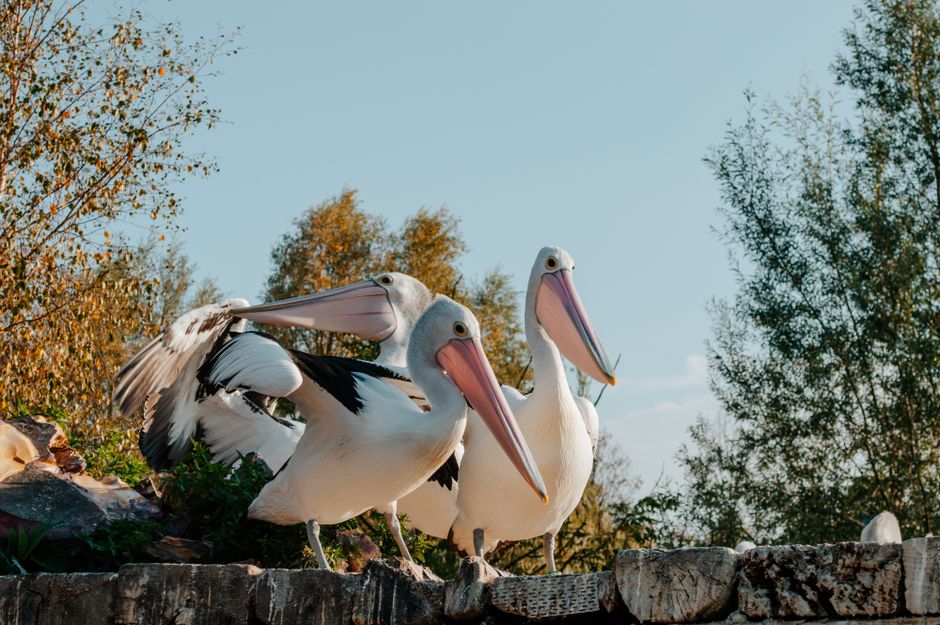 Wprowadzenie do Pelican Casino i jego oferty bonusowej