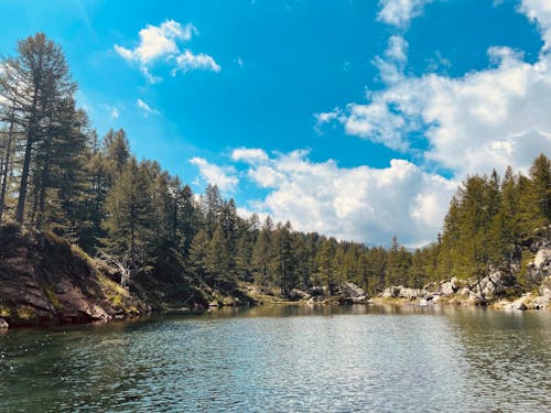 A Green Trees Near the Body of Water Under the Blue Sky and White Clouds