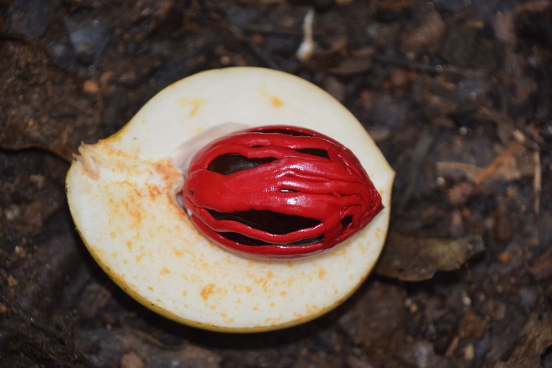 Close up Photo Of A Nutmeg Seed Free Stock Photo close-up-photo-of-a-nutmeg-seed-free-stock-photo