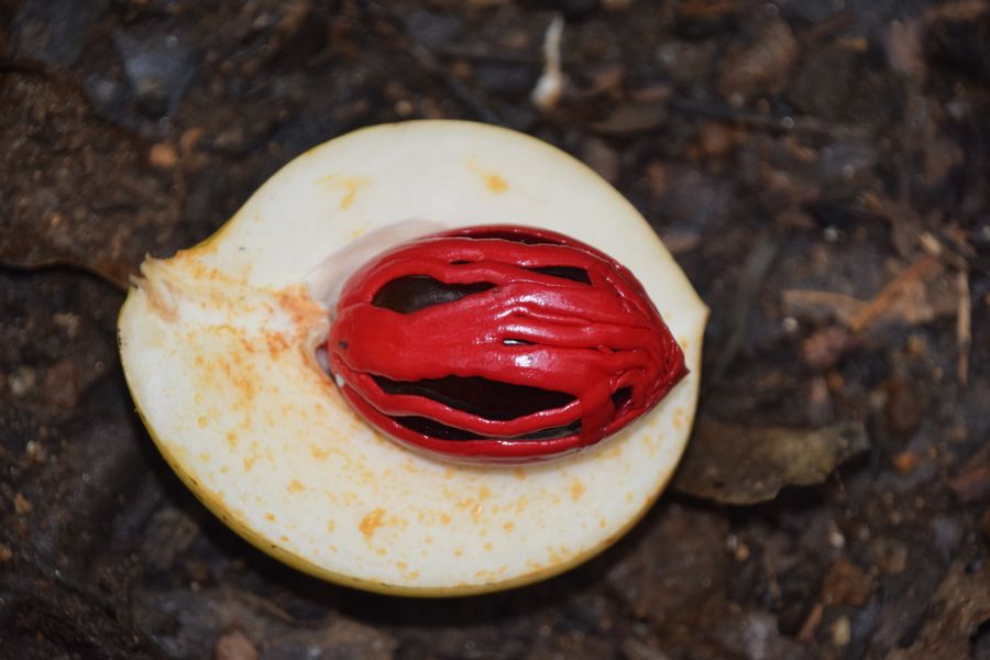 Close-up of a sliced nutmeg fruit revealing the vibrant red mace-covered seed inside