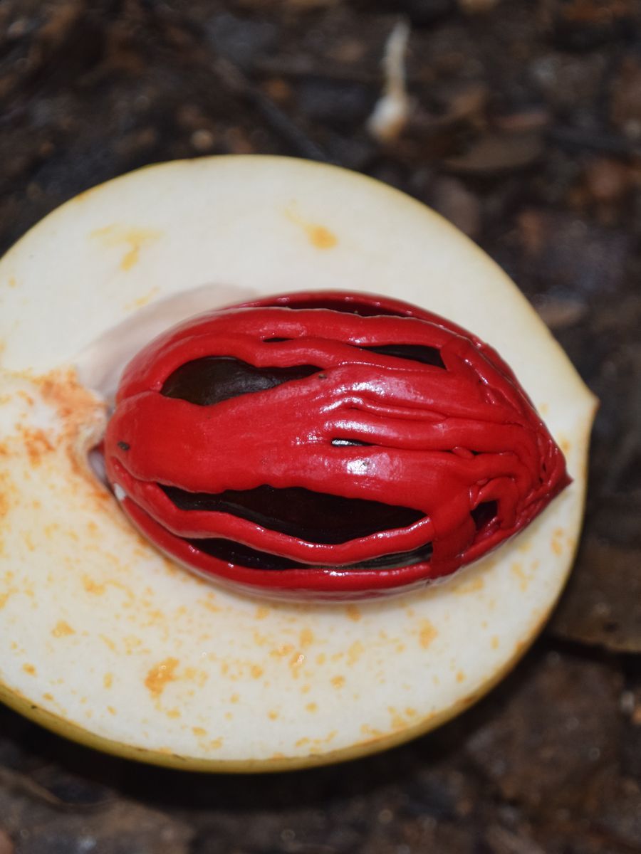 Nutmeg seed wrapped in scarlet mace aril