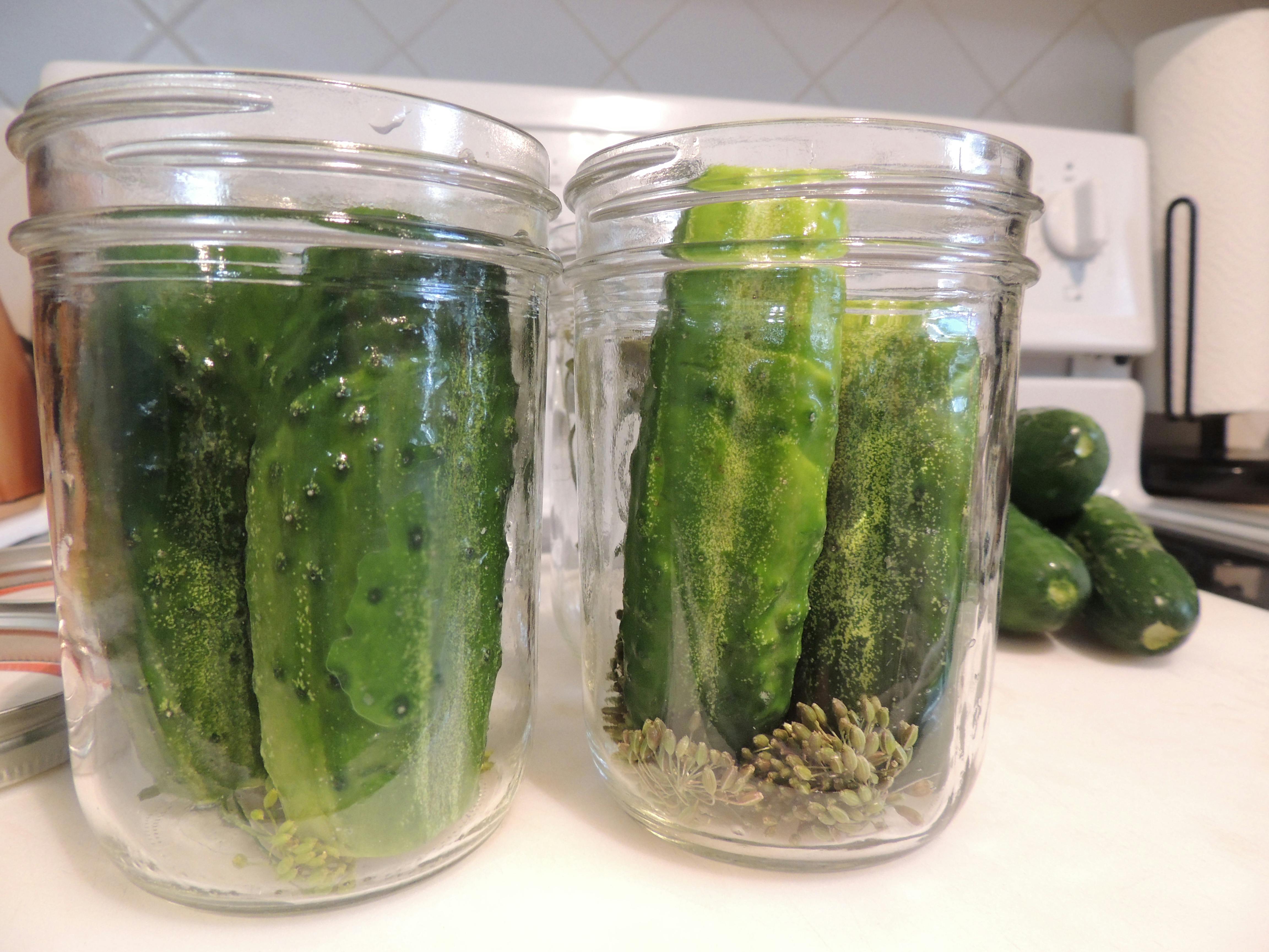 Free stock photo of canning jars, cucumbers, dill