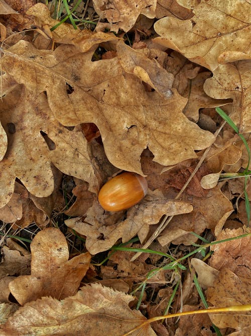 Acorn Lying among Fallen Oak Leaves