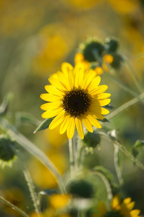 Immagine gratuita di avvicinamento, campanula, fiore giallo