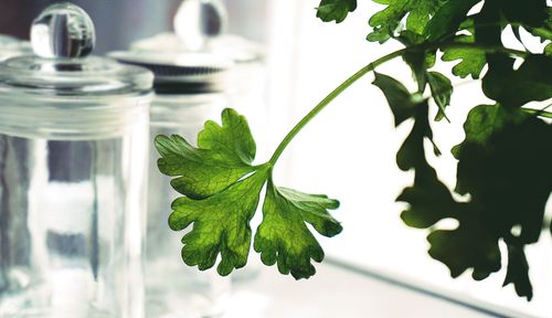 Free Close-up of a fresh parsley leaf with kitchen jars in the background, highlighting freshness and green living. Stock Photo