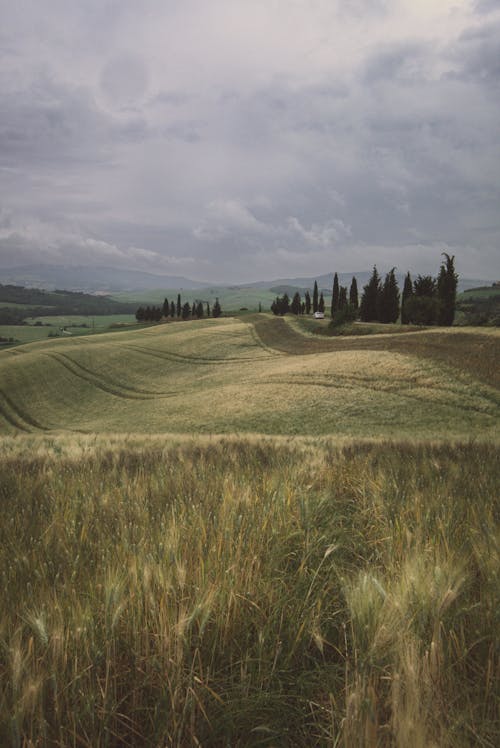 A Green Grass Field Under the Cloudy Sky