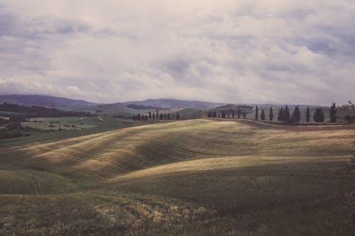 A Grass Field Under the Cloudy Sky