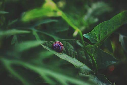 Blue and Brown Snail on Green Leaf Plant