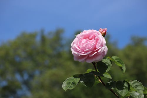 Бесплатное стоковое фото с крупный план, роза, розовый цветок