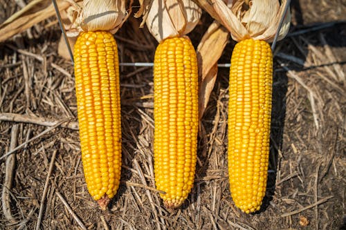 Fresh Yellow Corns with Dried Husk on Ground