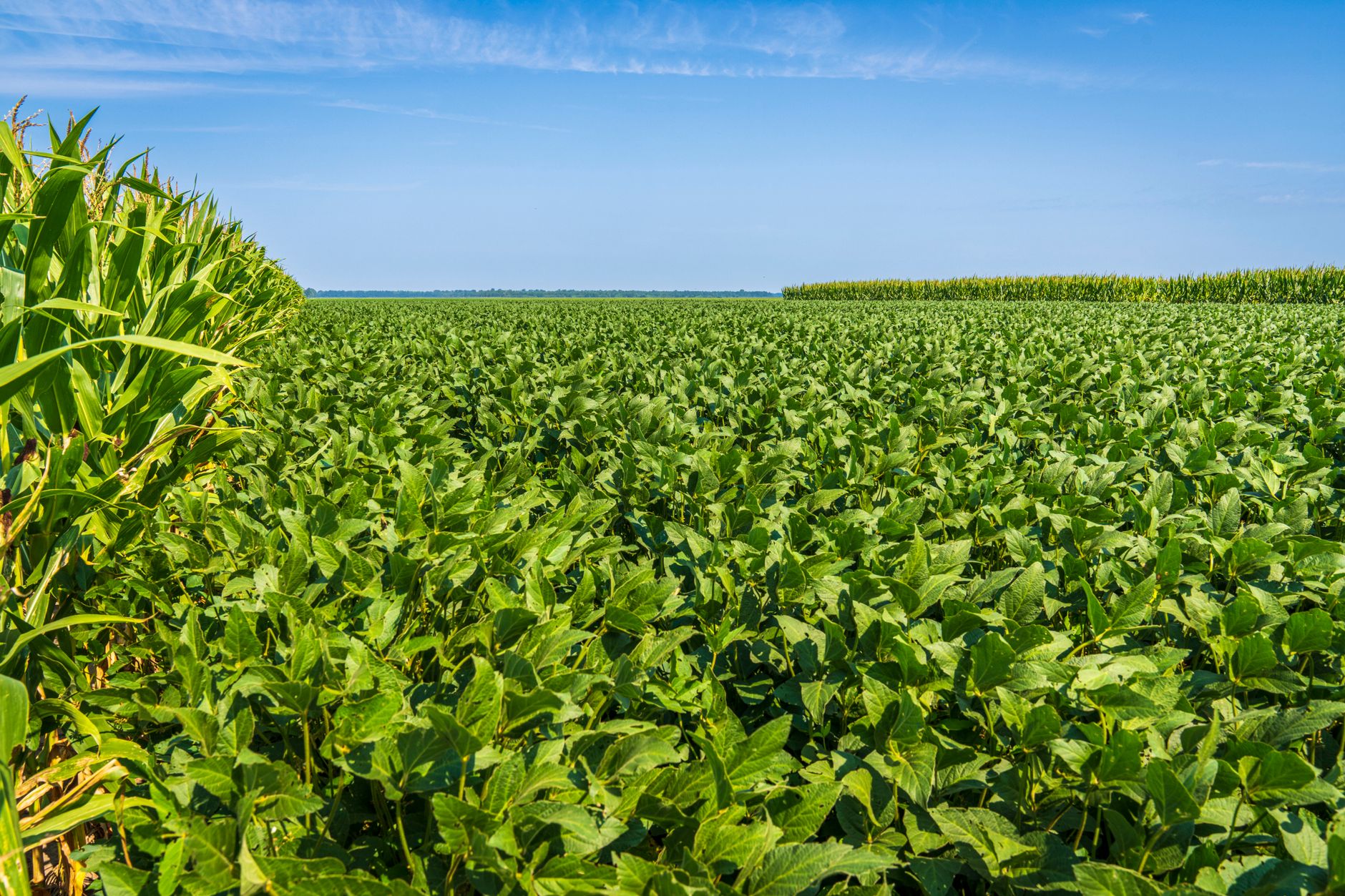 Safra de Soja nos EUA Piora; Milho Permanece Estável, Diz USDA