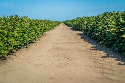 Imagine de stoc gratuită din agricultură, cale, câmp