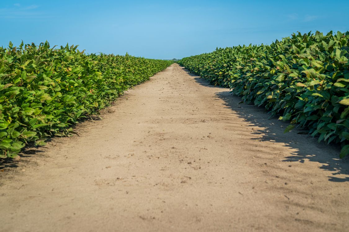 Path Walk Farm Walkway in the Farm Land · Free Stock Photo