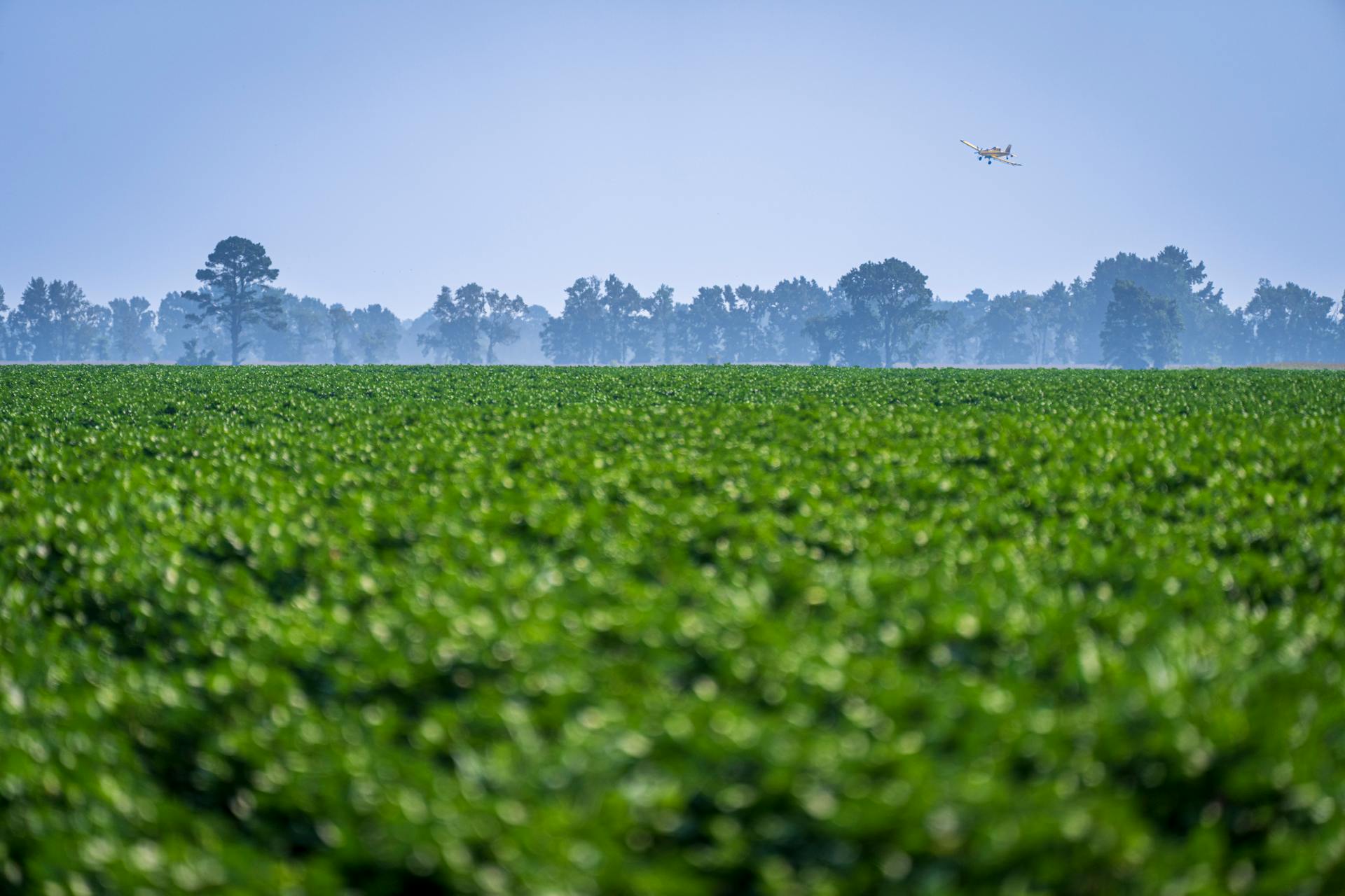 Airplane flying over a lush green field, spraying crops, under a clear sky.