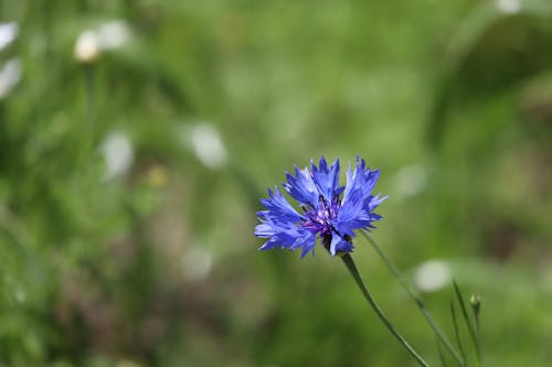 Immagine gratuita di avvicinamento, fiore blu, fioritura