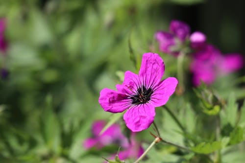 Purple Flower in Close Up Photography