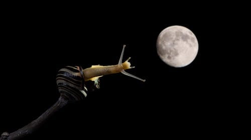 달, 달팽이, 동물의 무료 스톡 사진