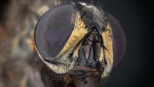 Základová fotografie zdarma na téma extrémní detail, hlava, oči