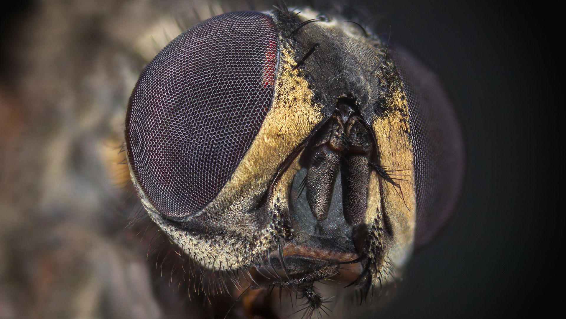 Extreme Close-up of an Insect Head