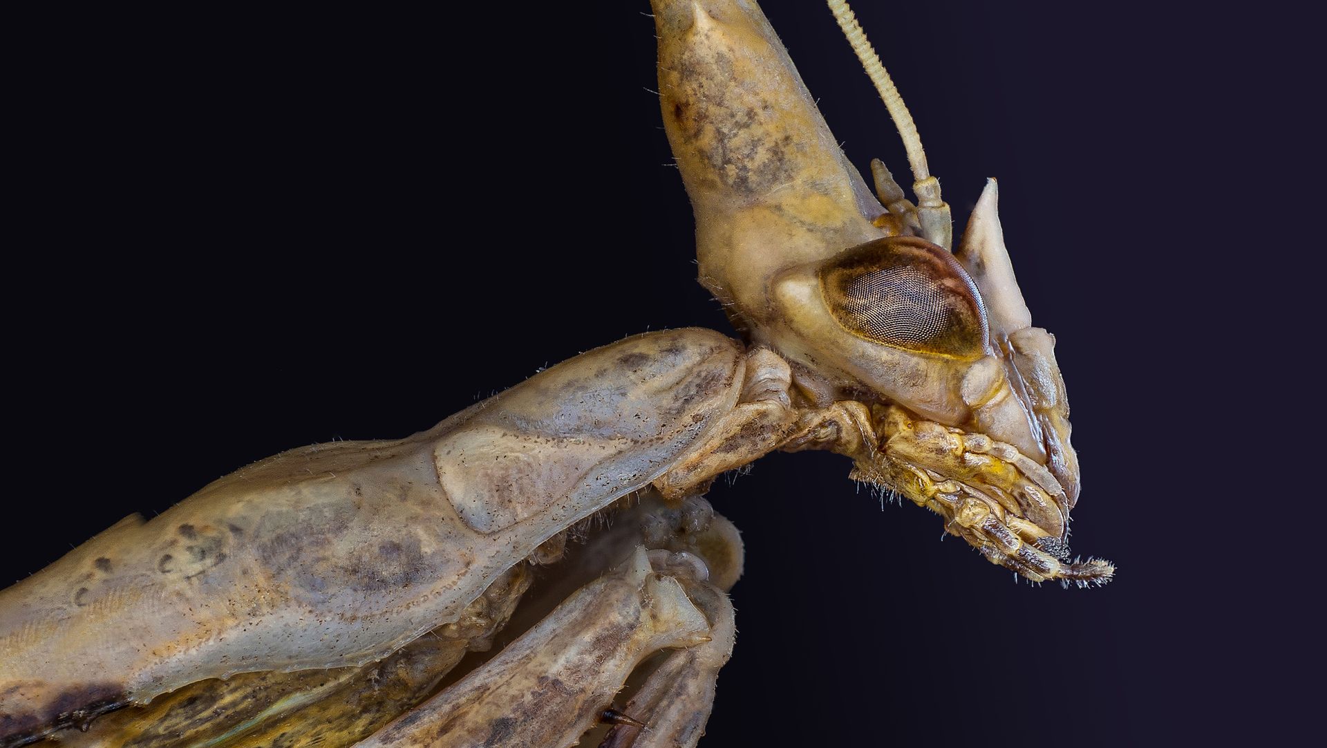 Close-up of Praying Mantis Head
