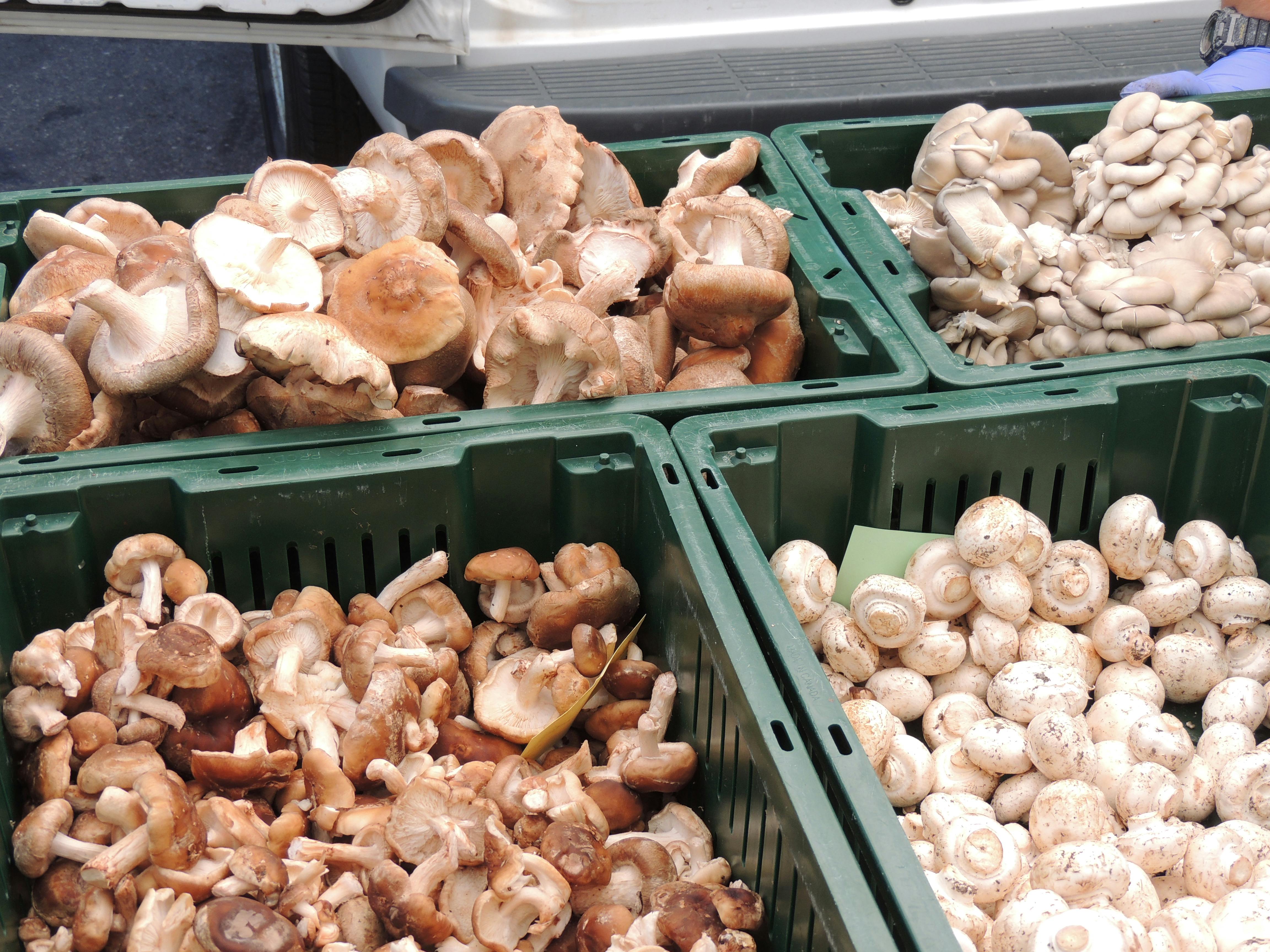 Free stock photo of button mushrooms, crimini, farmers market