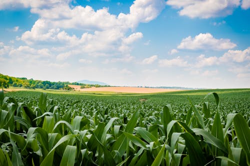 Free stock photo of agricultural, agriculture, background Stock Photo