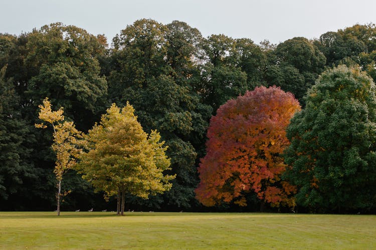 Yellow And Green Trees In A Park