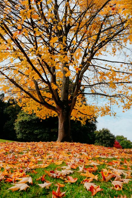 A beautiful maple tree showcasing vivid autumn colors with fallen leaves on the grass.