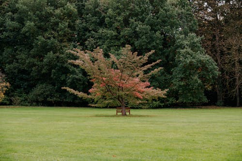 бесплатная Бесплатное стоковое фото с деревянная скамейка, зеленая трава, парк Стоковое фото
