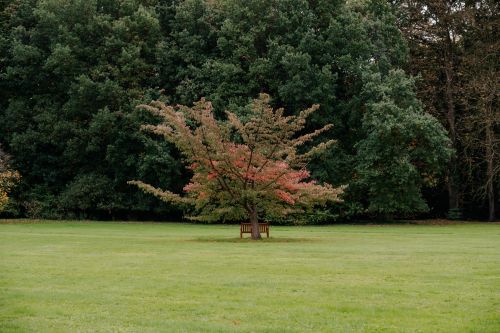 Free A tranquil park scene featuring a lone tree with autumn leaves and a wooden bench underneath. Stock Photo
