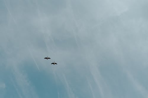 Birds Flying Under the White Clouds