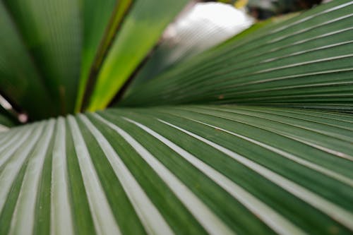 Close-up Photo of a Green Palm Leaf 